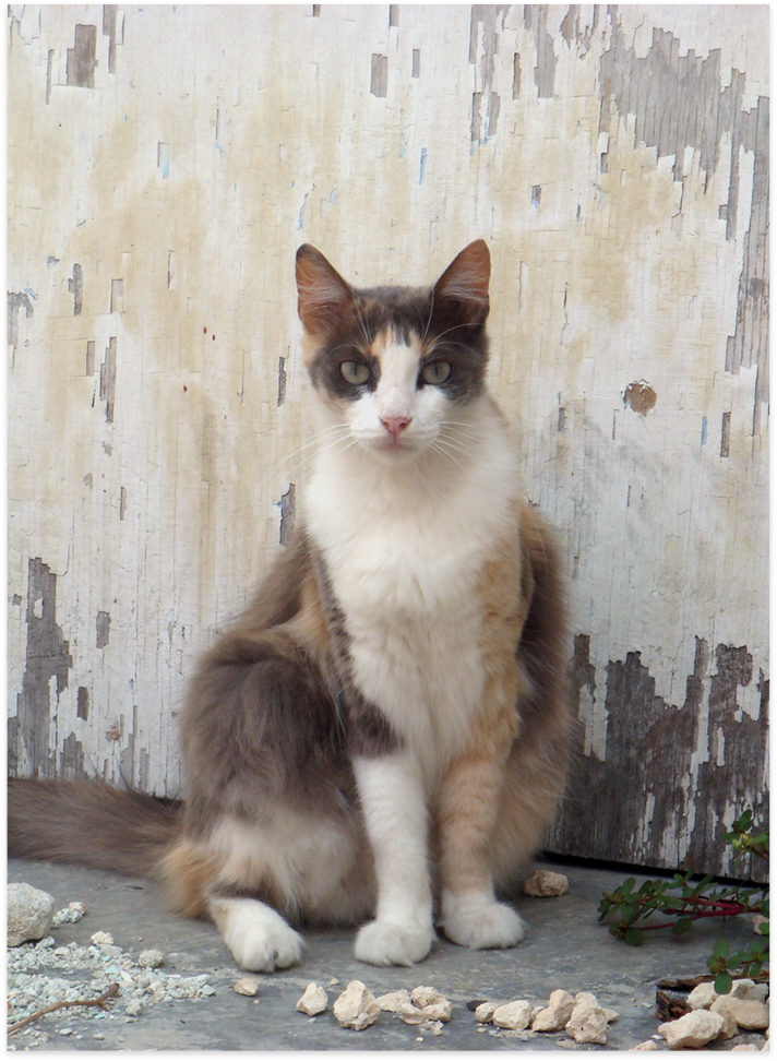 Video ichidagi jinsiy aloqa korinishi