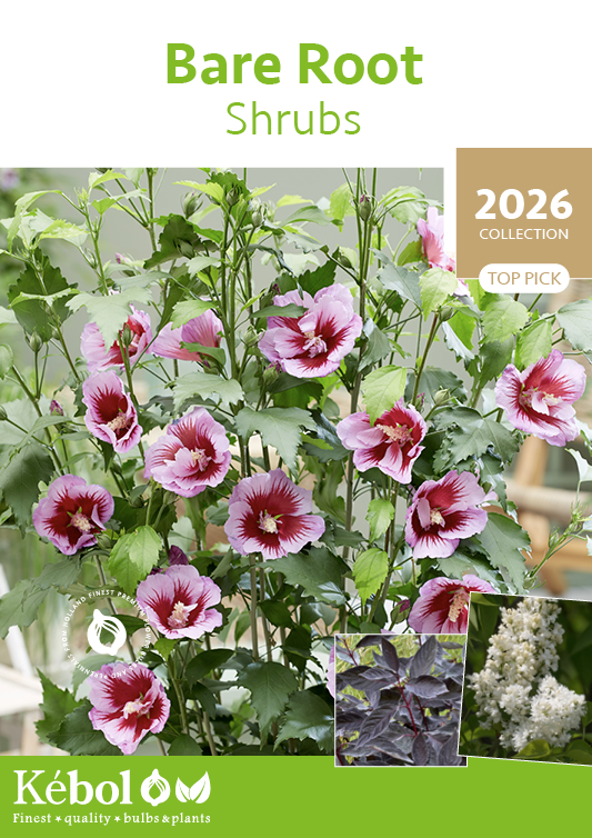 Bare Root Shrubs 2026 Collection