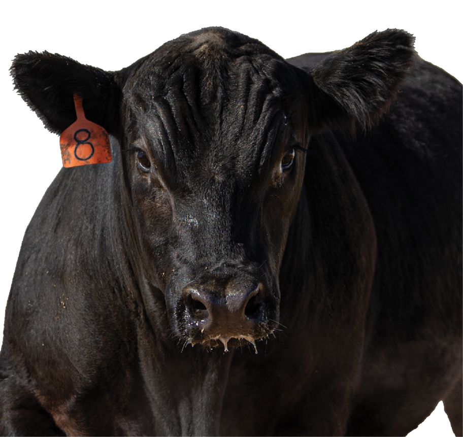 Flat Iron Angus – Welcome to Flat Iron Angus Ranch