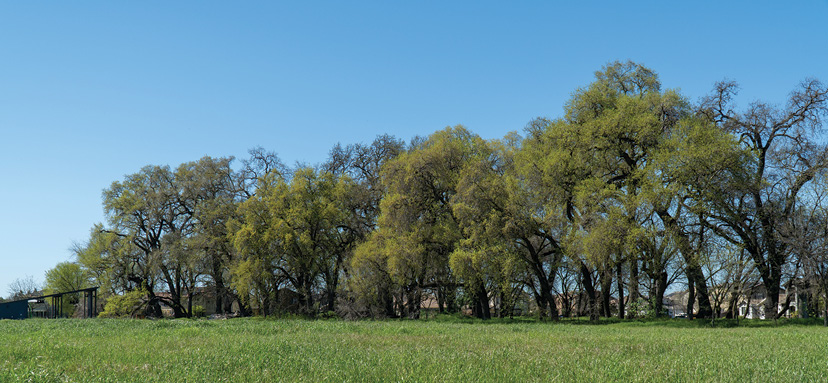 A large grassy field with a row of trees in the background.

AI generated content