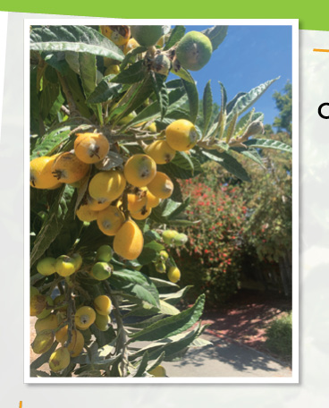 A tree with yellow fruits on it.

AI generated content