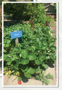 A sign is posted in a garden with a blue sign that says "peas." The garden is filled with green plants and strawberries.

AI generated content