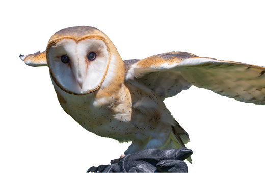 A white owl with black feet and wings is flying in the air.

AI generated content