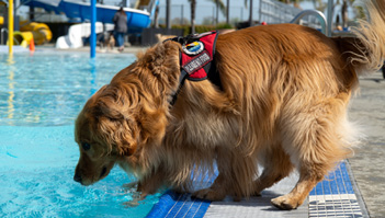 A dog wearing a life vest is standing on a pool deck.

AI generated content