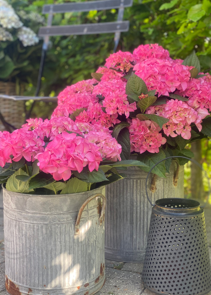 Schroll Flowers welcome to our hydrangea world 2024
