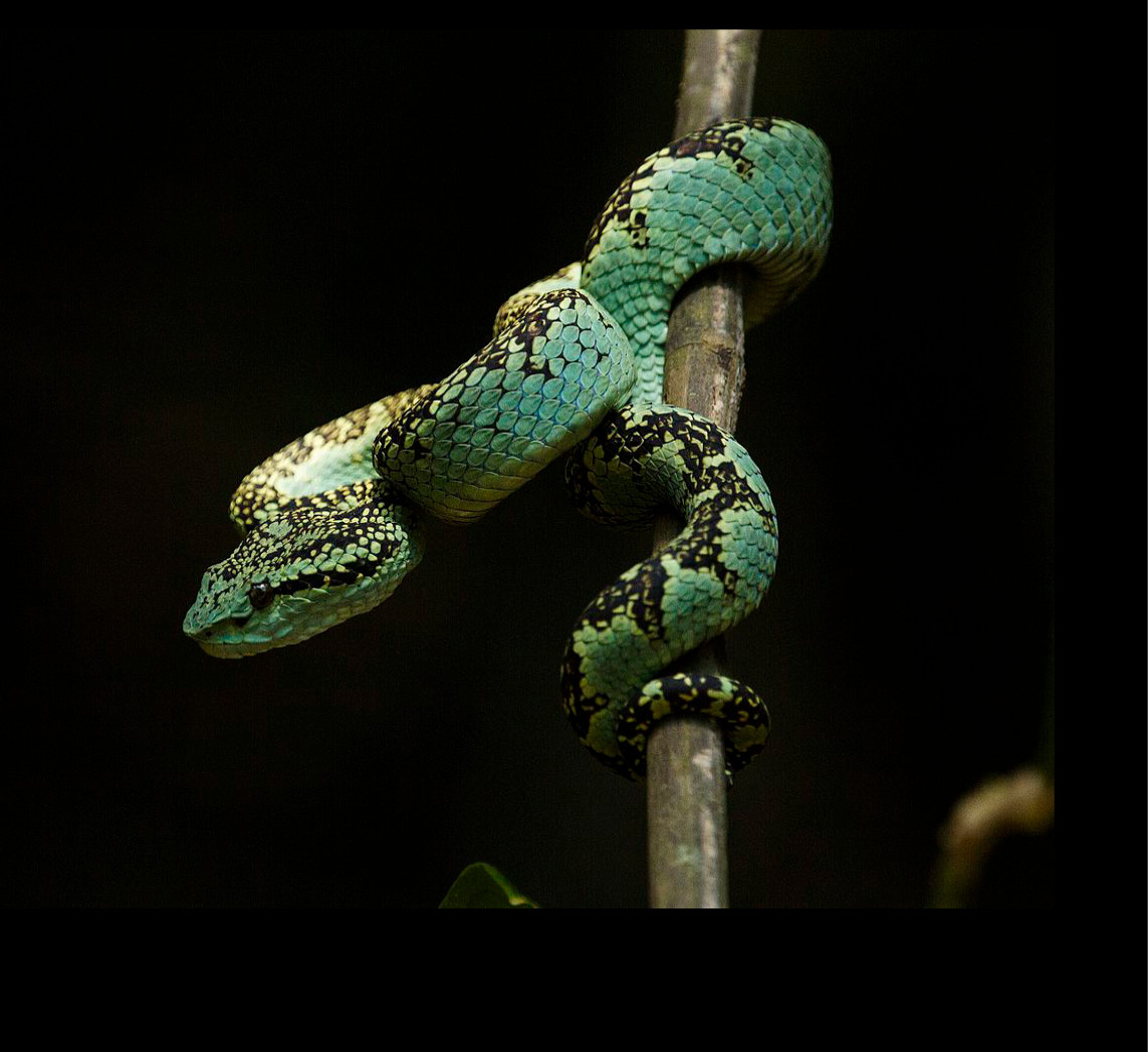 Malabar Pit Viper: Facts, Venom, Size