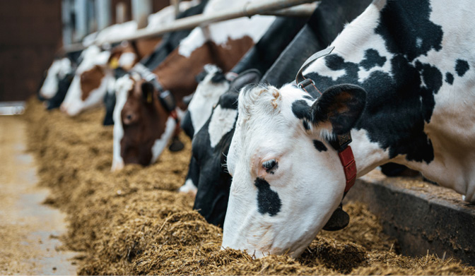Dairy cows in milk farm. 