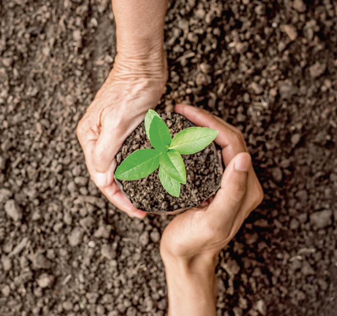 Seedlings are growing in the nursery bag. As the hands of the old woman and the hands of the young man are about to be planted in the fertile soil.