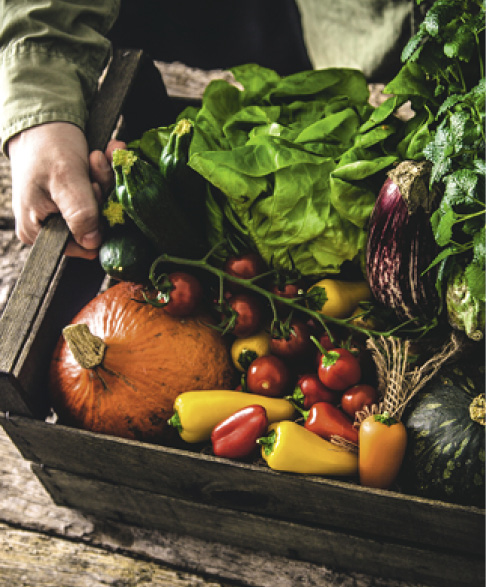 Organic vegetables on wood. Farmer holding harvested vegetables.