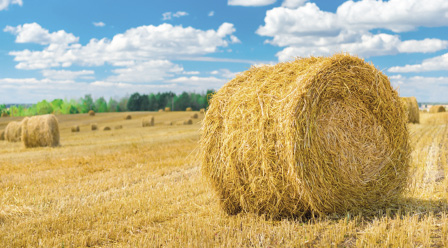 Dry grass rolled up in a roll to animal feed.