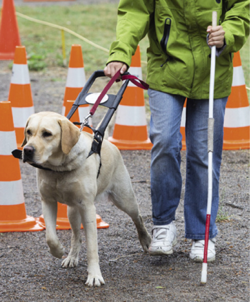 A blind person is led by her golden retriever guide dog during the last training for the dog. The dogs are undergoing various trainings before finally given to the physically disabled people.